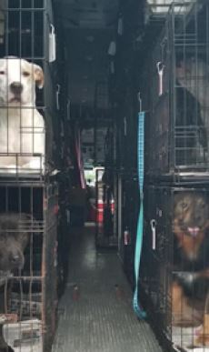 Warren Rupp Colleague Helps Dogs Find New Homes, Loving Families - IDEX ...